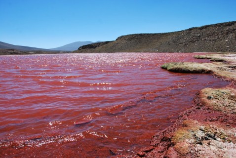 Laguna Roja, norte de Chile