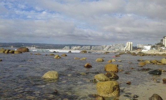 Algarrobo