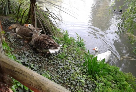 Patos, Parque Safari