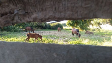 Caballos, Sexta Región