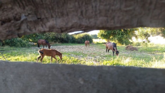 Caballos, Sexta Región
