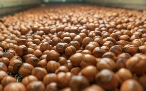 Agrichile: la empresa italiana productora de avellanas en Chile